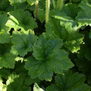 Tellima grandiflora ---